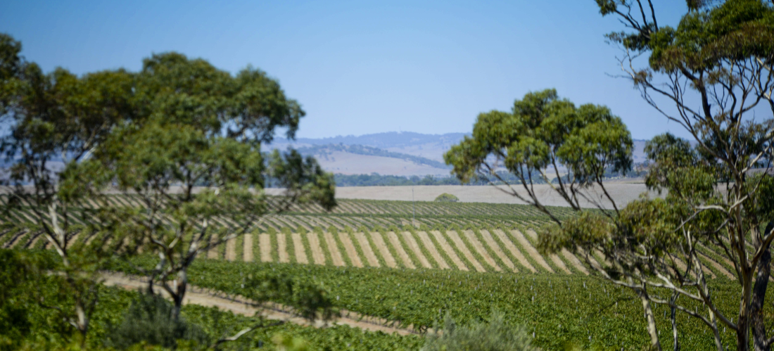 Reillys Wines vineyard